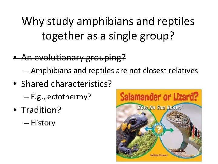 Why study amphibians and reptiles together as a single group? • An evolutionary grouping?