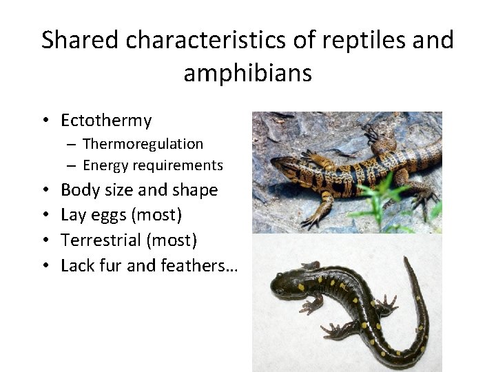 Shared characteristics of reptiles and amphibians • Ectothermy – Thermoregulation – Energy requirements •