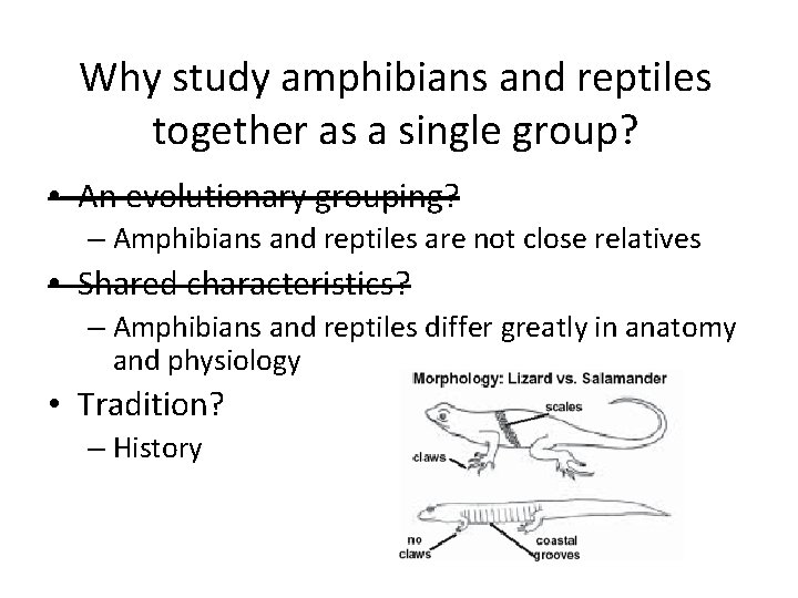 Why study amphibians and reptiles together as a single group? • An evolutionary grouping?