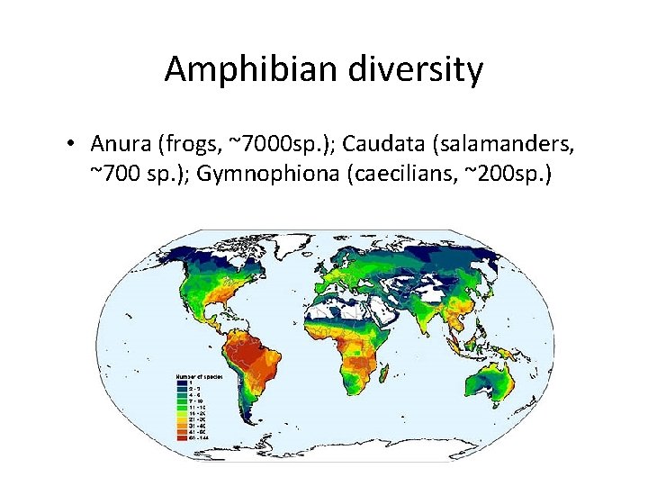 Amphibian diversity • Anura (frogs, ~7000 sp. ); Caudata (salamanders, ~700 sp. ); Gymnophiona