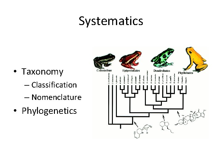 Systematics • Taxonomy – Classification – Nomenclature • Phylogenetics 