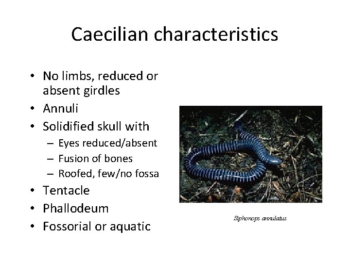Caecilian characteristics • No limbs, reduced or absent girdles • Annuli • Solidified skull