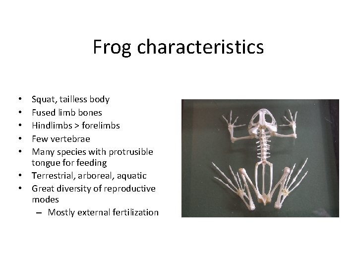 Frog characteristics Squat, tailless body Fused limb bones Hindlimbs > forelimbs Few vertebrae Many