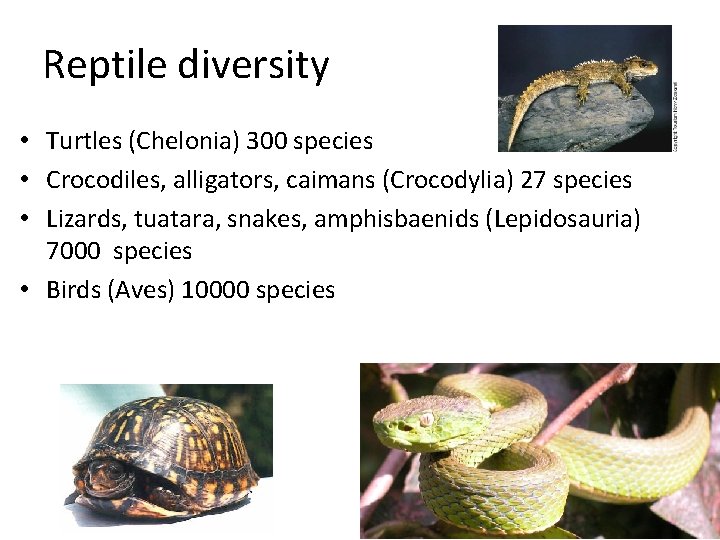 Reptile diversity • Turtles (Chelonia) 300 species • Crocodiles, alligators, caimans (Crocodylia) 27 species