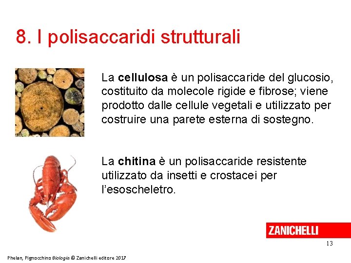 8. I polisaccaridi strutturali La cellulosa è un polisaccaride del glucosio, costituito da molecole