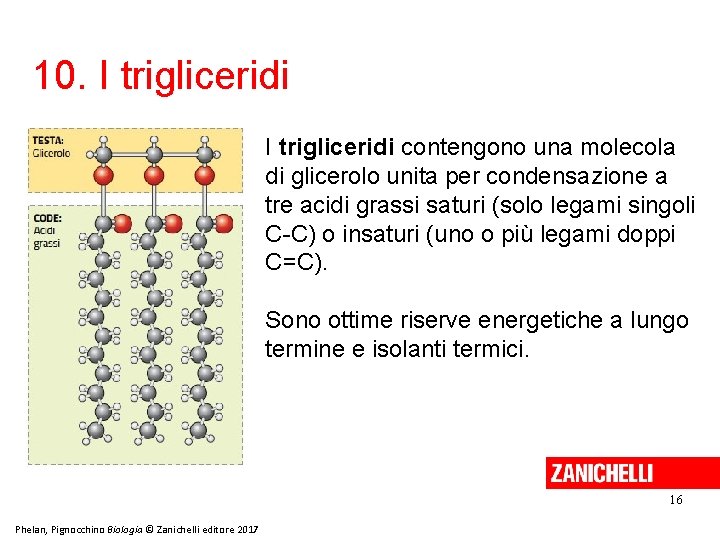10. I trigliceridi contengono una molecola di glicerolo unita per condensazione a tre acidi
