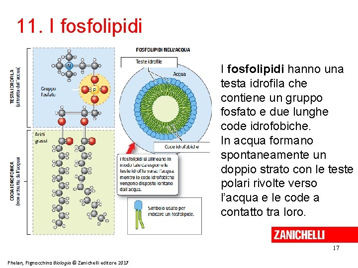 11. I fosfolipidi hanno una testa idrofila che contiene un gruppo fosfato e due