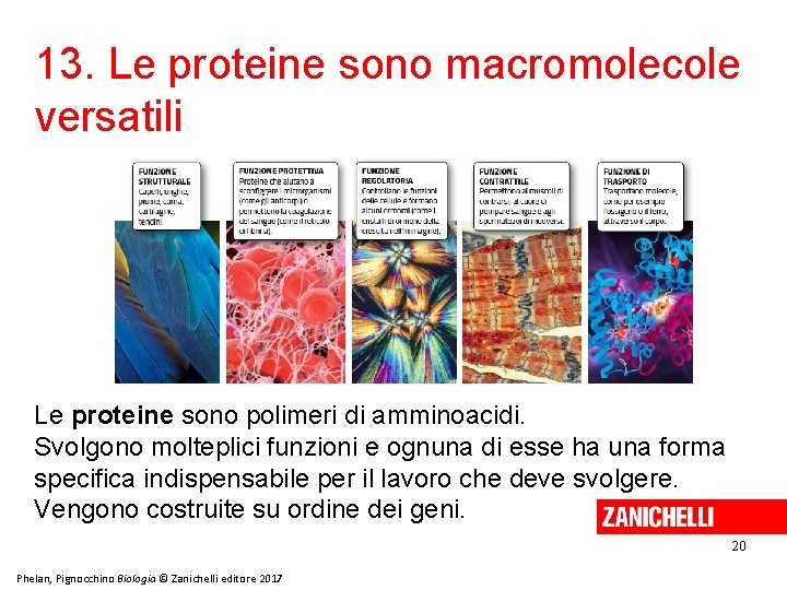 13. Le proteine sono macromolecole versatili Le proteine sono polimeri di amminoacidi. Svolgono molteplici