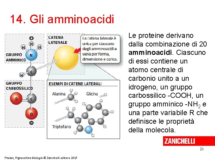 14. Gli amminoacidi Le proteine derivano dalla combinazione di 20 amminoacidi. Ciascuno di essi