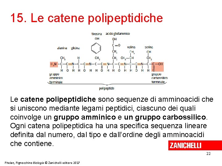 15. Le catene polipeptidiche sono sequenze di amminoacidi che si uniscono mediante legami peptidici,
