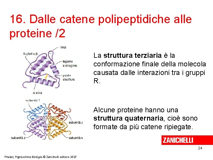 16. Dalle catene polipeptidiche alle proteine /2 La struttura terziaria è la conformazione finale