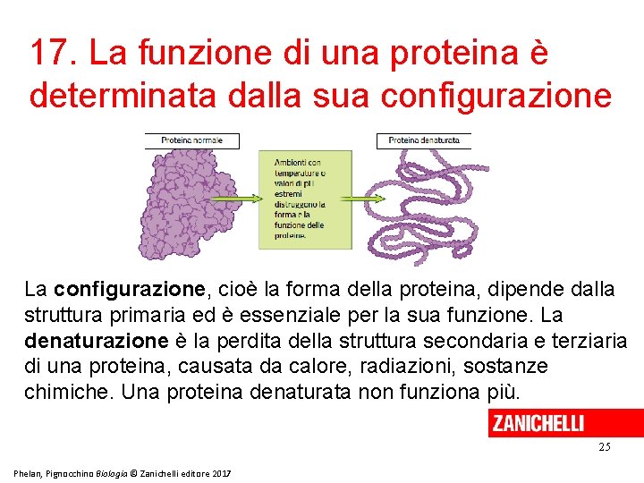 17. La funzione di una proteina è determinata dalla sua configurazione La configurazione, cioè