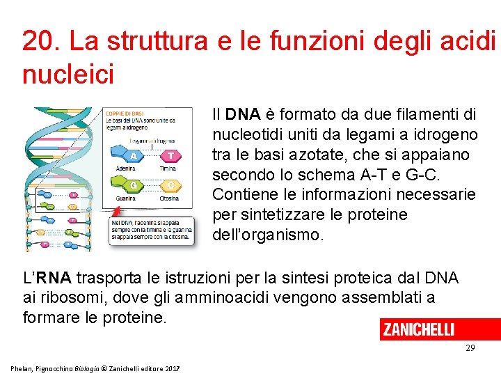 20. La struttura e le funzioni degli acidi nucleici Il DNA è formato da