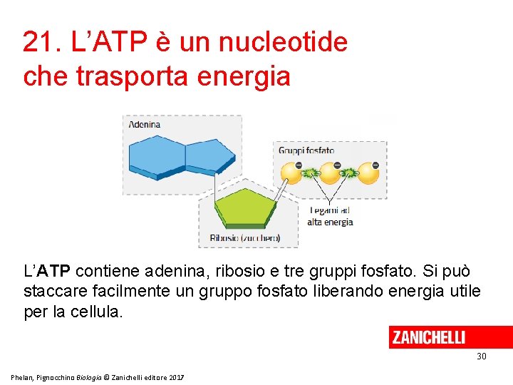 21. L’ATP è un nucleotide che trasporta energia L’ATP contiene adenina, ribosio e tre