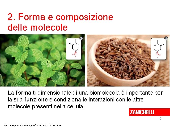 2. Forma e composizione delle molecole La forma tridimensionale di una biomolecola è importante