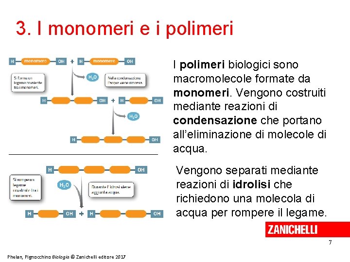 3. I monomeri e i polimeri I polimeri biologici sono macromolecole formate da monomeri.