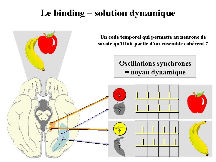 Le binding – solution dynamique Un code temporel qui permette au neurone de savoir