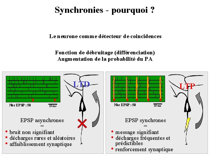 Synchronies - pourquoi ? Le neurone comme détecteur de coincidences Fonction de débruitage (différenciation)