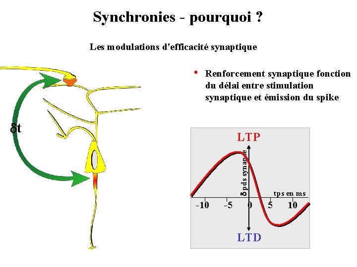 Synchronies - pourquoi ? Les modulations d'efficacité synaptique • Renforcement synaptique fonction du délai