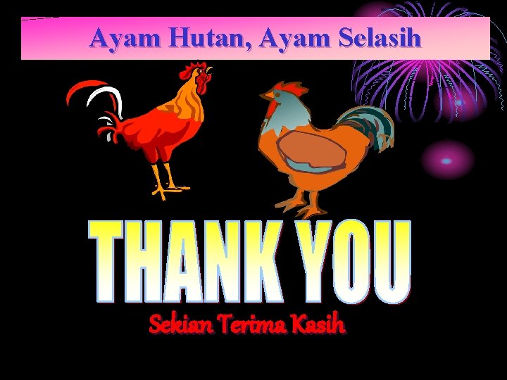 Ayam Hutan, Ayam Selasih Sekian Terima Kasih 