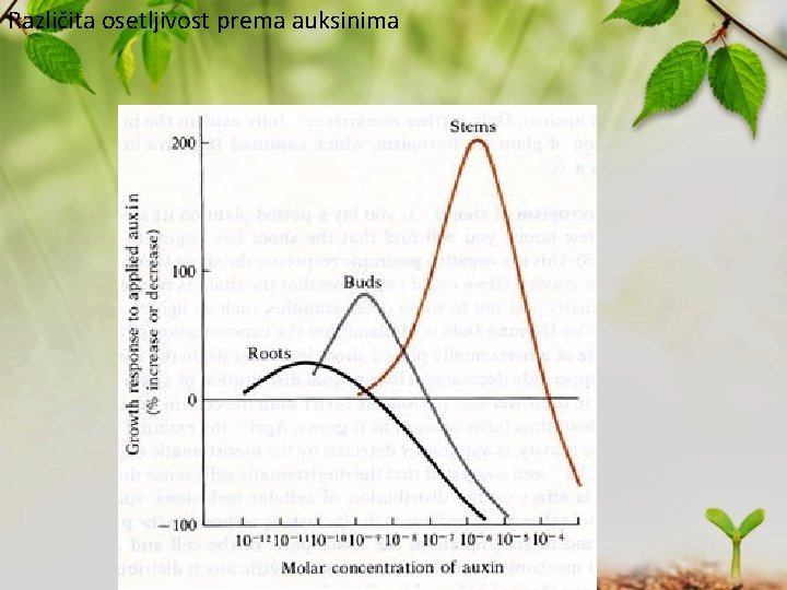 Različita osetljivost prema auksinima 