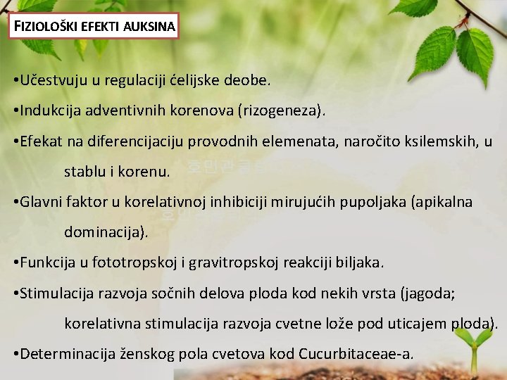 FIZIOLOŠKI EFEKTI AUKSINA • Učestvuju u regulaciji ćelijske deobe. • Indukcija adventivnih korenova (rizogeneza).