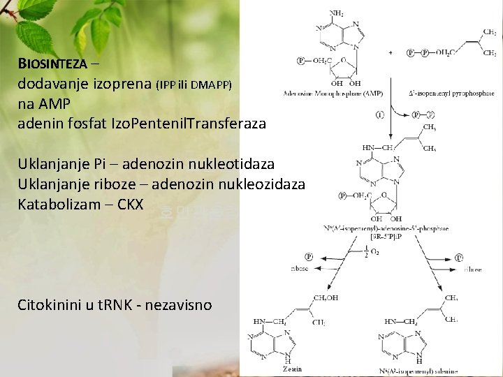 BIOSINTEZA – dodavanje izoprena (IPP ili DMAPP) na AMP adenin fosfat Izo. Pentenil. Transferaza