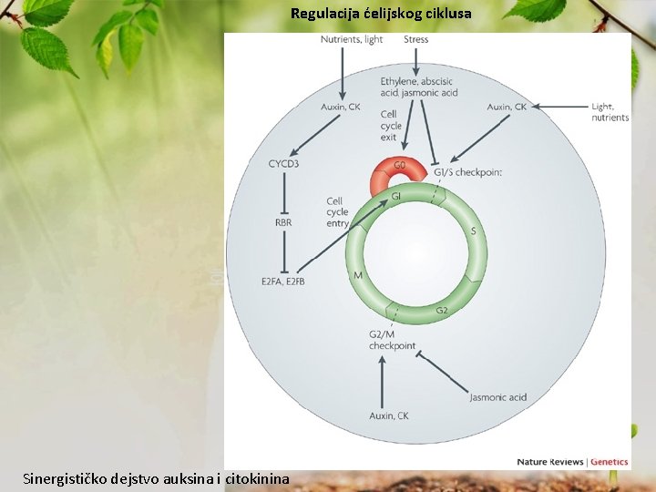 Regulacija ćelijskog ciklusa Sinergističko dejstvo auksina i citokinina 