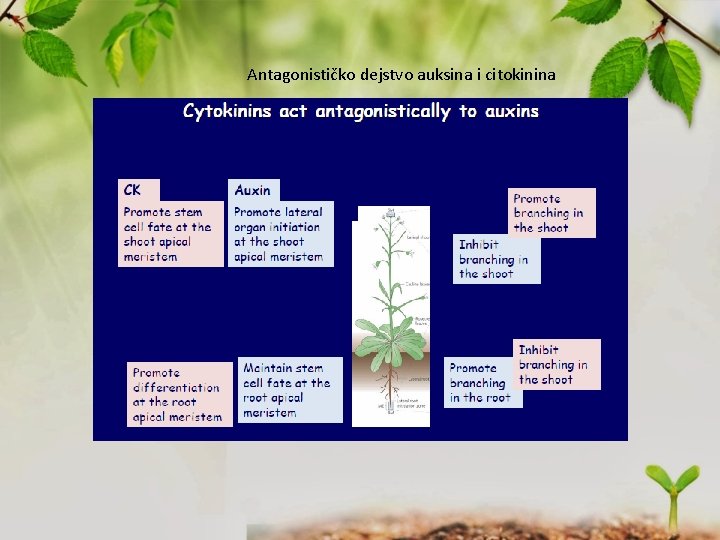 Antagonističko dejstvo auksina i citokinina 
