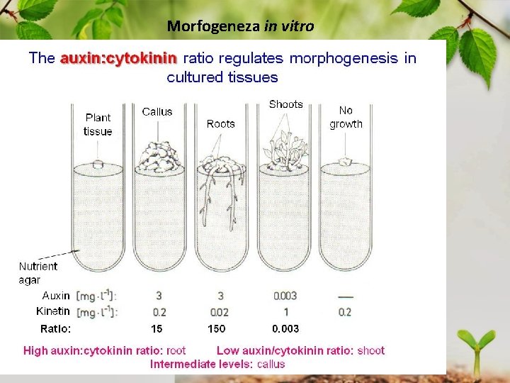 Morfogeneza in vitro 