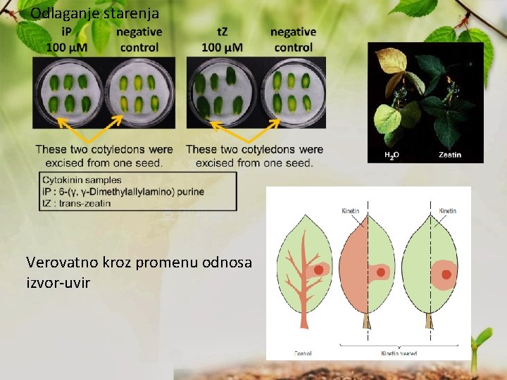 Odlaganje starenja Verovatno kroz promenu odnosa izvor-uvir 