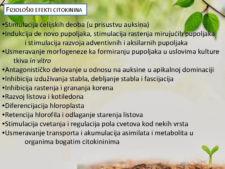 FIZIOLOŠKI EFEKTI CITOKININA • Stimulacija ćelijskih deoba (u prisustvu auksina) • Indukcija de novo