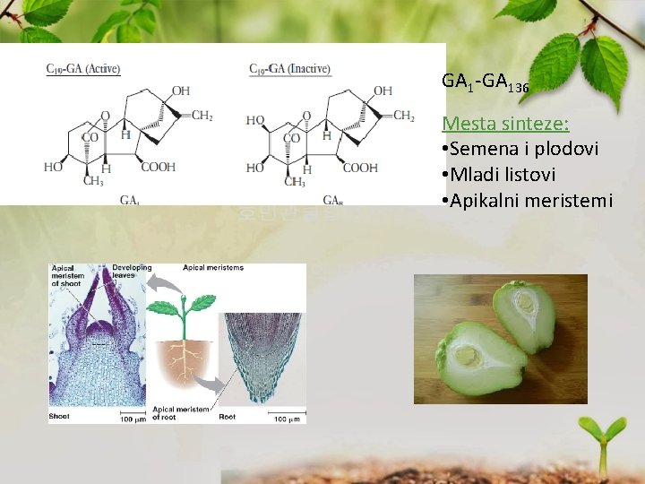 GA 1 -GA 136 Mesta sinteze: • Semena i plodovi • Mladi listovi •