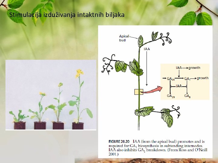Stimulacija izduživanja intaktnih biljaka 