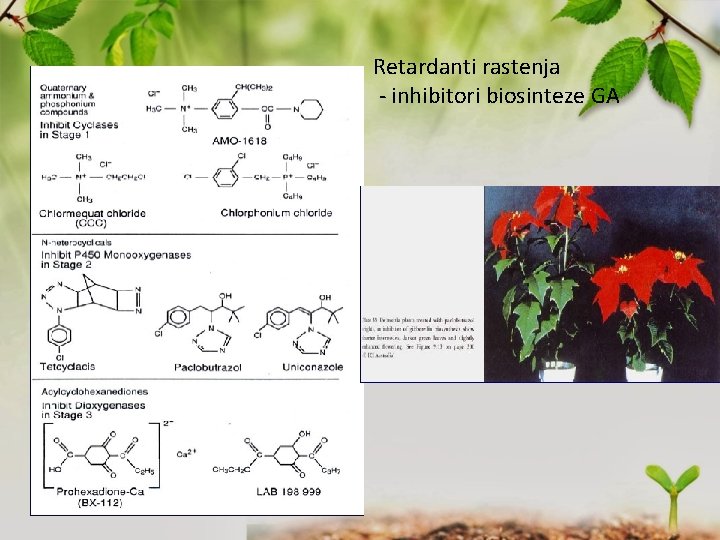 Retardanti rastenja - inhibitori biosinteze GA 