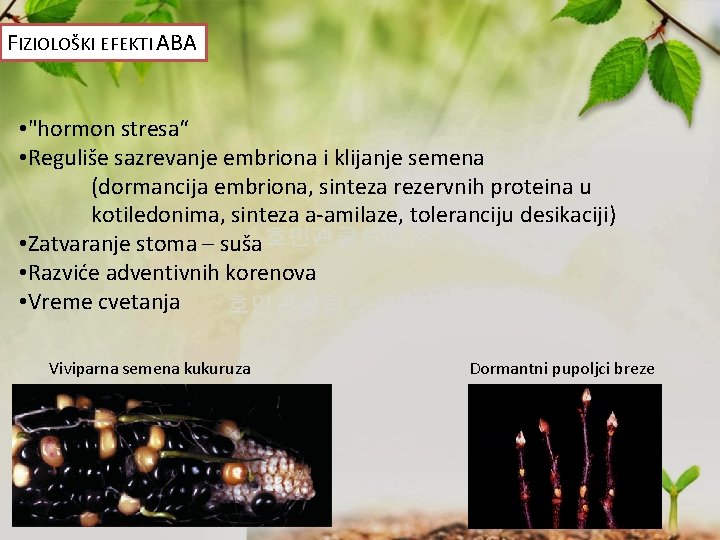 FIZIOLOŠKI EFEKTI ABA • "hormon stresa“ • Reguliše sazrevanje embriona i klijanje semena (dormancija