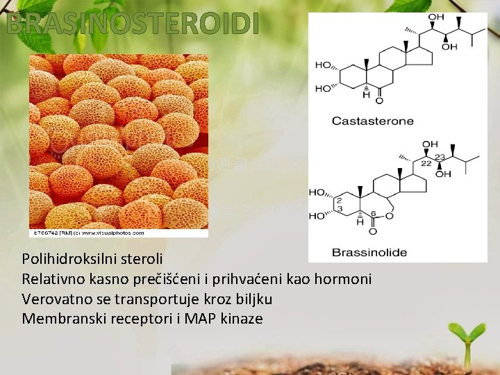 BRASINOSTEROIDI Polihidroksilni steroli Relativno kasno prečišćeni i prihvaćeni kao hormoni Verovatno se transportuje kroz