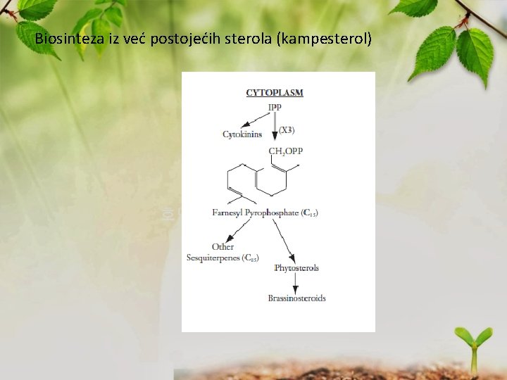 Biosinteza iz već postojećih sterola (kampesterol) 