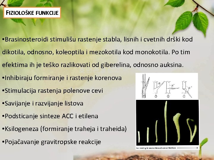 FIZIOLOŠKE FUNKCIJE • Brasinosteroidi stimulišu rastenje stabla, lisnih i cvetnih drški kod dikotila, odnosno,