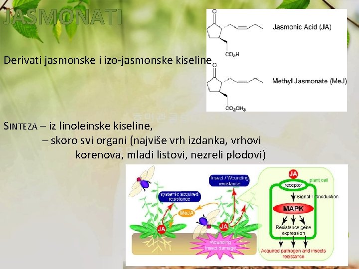 JASMONATI Derivati jasmonske i izo-jasmonske kiseline SINTEZA – iz linoleinske kiseline, – skoro svi