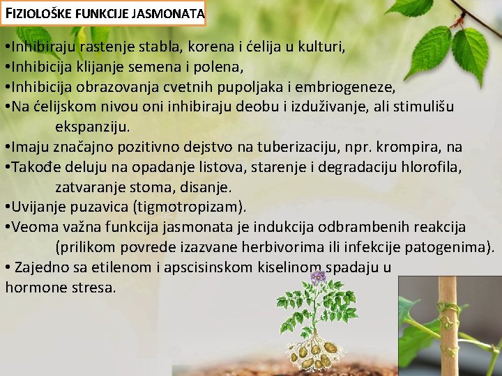 FIZIOLOŠKE FUNKCIJE JASMONATA • Inhibiraju rastenje stabla, korena i ćelija u kulturi, • Inhibicija