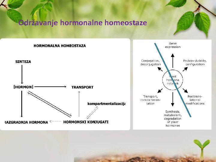 Održavanje hormonalne homeostaze 