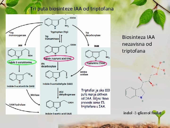 Tri puta biosinteze IAA od triptofana Biosinteza IAA nezavisna od triptofana indol -3 -glicerol