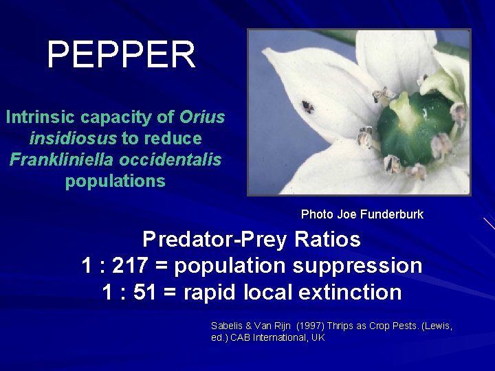 PEPPER Intrinsic capacity of Orius insidiosus to reduce Frankliniella occidentalis populations Photo Joe Funderburk