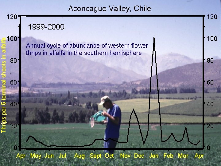 Aconcague Valley, Chile 120 1999 -2000 Thrips per 5 terminal shoots in alfalfa 100