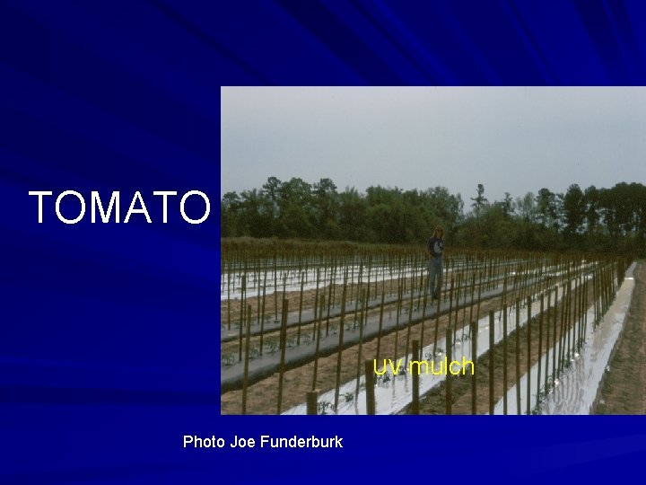 TOMATO UV mulch Photo Joe Funderburk 