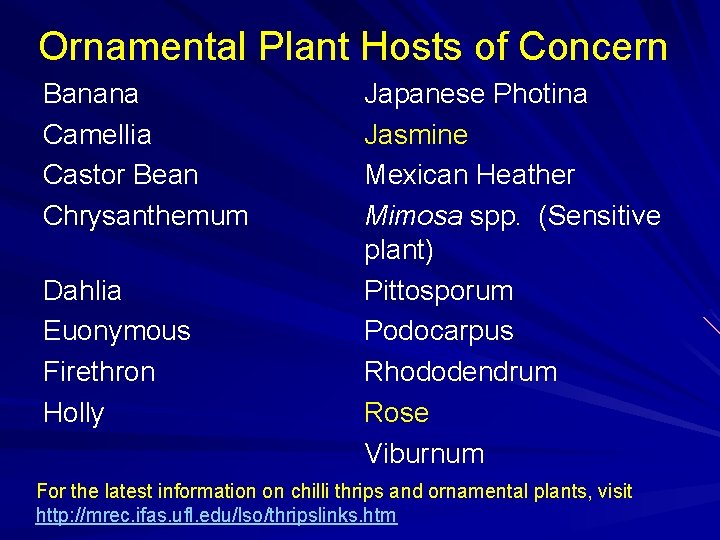 Ornamental Plant Hosts of Concern Banana Camellia Castor Bean Chrysanthemum Dahlia Euonymous Firethron Holly