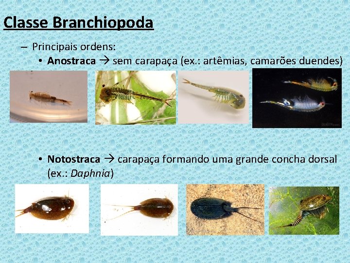 Classe Branchiopoda – Principais ordens: • Anostraca sem carapaça (ex. : artêmias, camarões duendes)