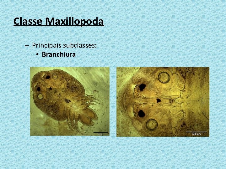 Classe Maxillopoda – Principais subclasses: • Branchiura 