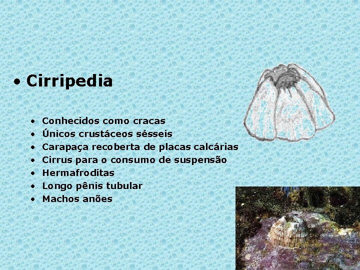  • Cirripedia • • Conhecidos como cracas Únicos crustáceos sésseis Carapaça recoberta de
